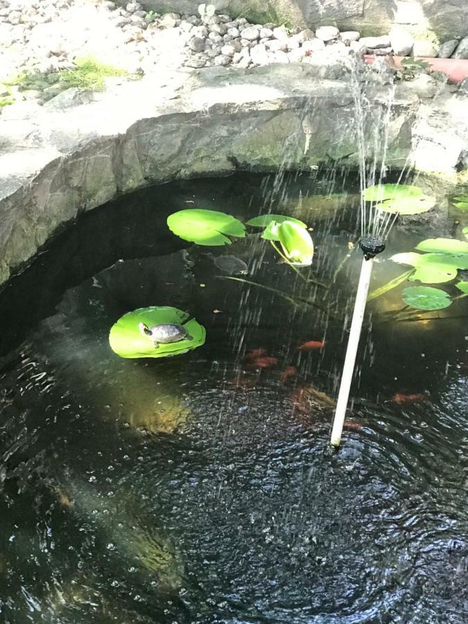Pensiunea Turistica Cabana Bradet Şimleu Silvaniei Dış mekan fotoğraf